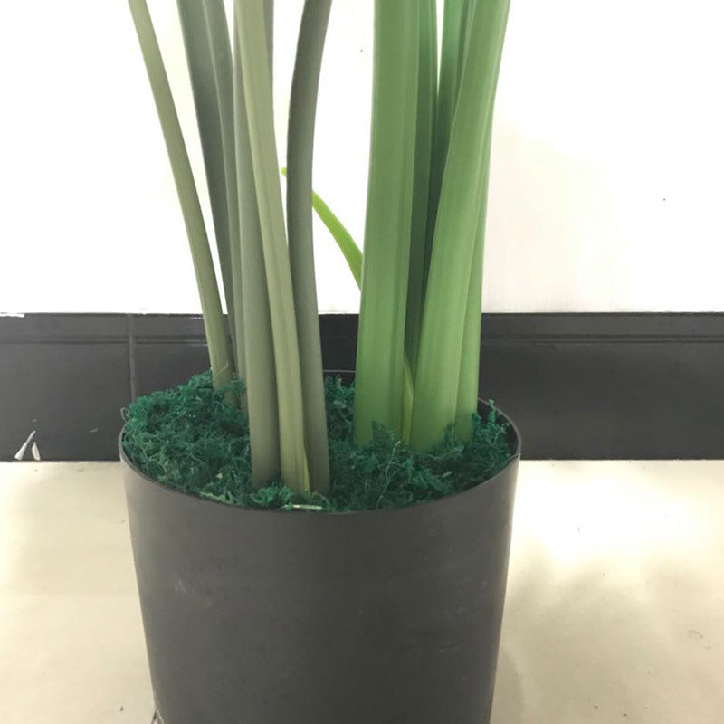 Realistic Green Plant, Monstera Potted
